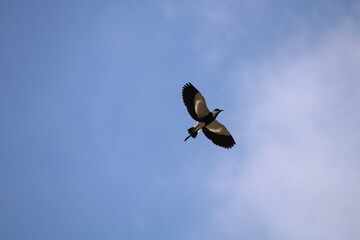 A bird flies in the sky and spreads its wings to the sides