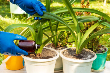 Professional florist applies liquid fertilizer to the soil. Houseplant care concept. Prevention of indoor plants