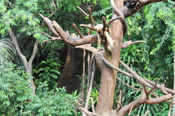 Monkey in a Tree