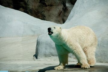 Obraz na płótnie Canvas polar bear in zoo