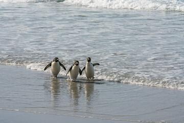 Fototapeta premium Trois gorfous sauteurs sur une plage des îles Falkland.