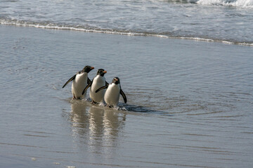 Trois gorfous sauteurs sur une plage des îles Falkland.