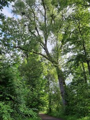 Populus nigra, Schwarz Pappel