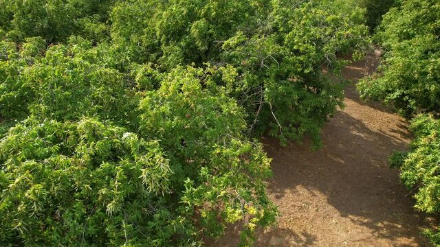 aerial shot of a beautiful secular chestnut forest in the mountains near Greve in Chianti (Florence), just before the chestnut harvest in October. Italy.