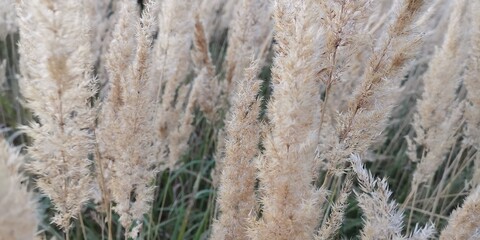 wall