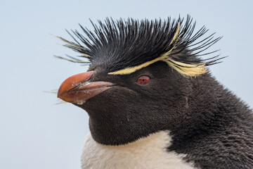 Un gorfou sauteur sur une île des Falkland.