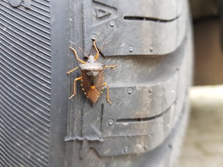 green stink bug on rubber tire