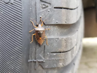 Foto op Canvas green stink bug on rubber tire © TwilightArtPictures