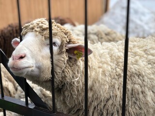 Sheep in captivity