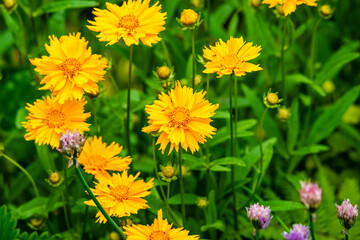 yellow flowers in the garden