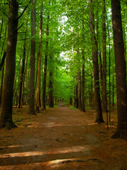 Naklejka premium A path in the woods