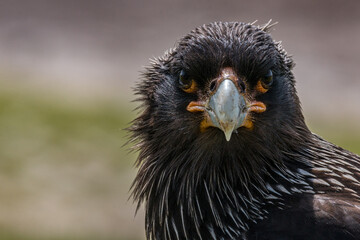 Un caracara austral au sol sur une île des Falkland.