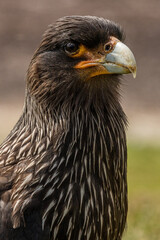 Un caracara austral au sol sur une île des Falkland.
