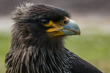 Un caracara austral au sol sur une île des Falkland.