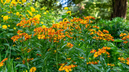 Fototapeta premium Autumn flowers