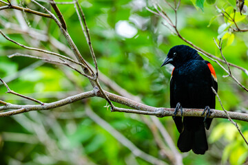 blackbird on a branch