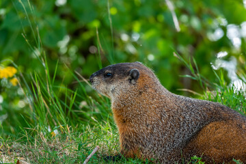 Marmot
