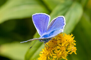 Back view of common blue butterfly (Polyommatus icarus) on yellow wildflower