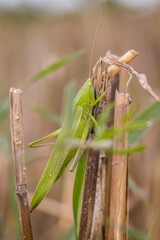 Cone-headed grasshopper (Ruspolia nitidula) in the field