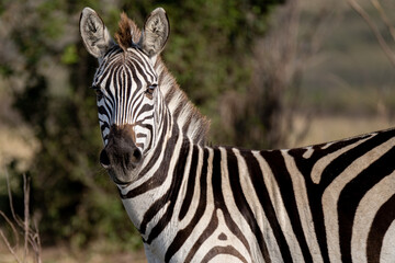Fototapeta na wymiar portrait of zebra in Masai mara park Kenya 