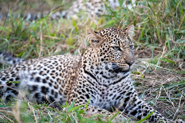 leopard resting in the grass
