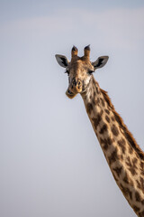 Obraz premium giraffe in the wild