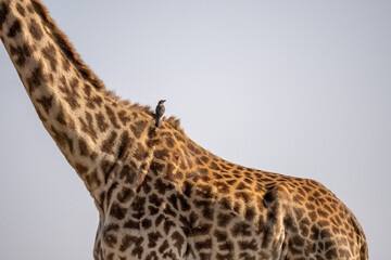 small bird seating on giraffe's neck