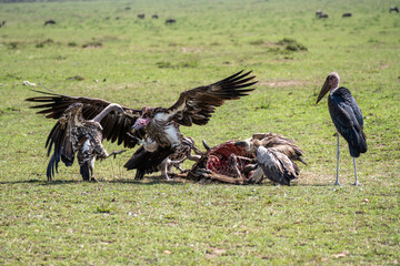 fighting vultures over food