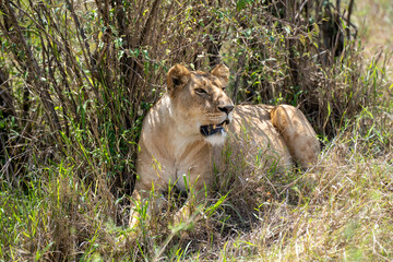 resting lioness in shade of bush