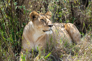 resting lioness in shade of bush