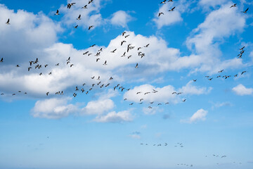 Ducks flying over the sea in autumn. Huge duck flocks forming during bird migration season in Northern Europe.