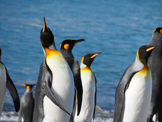 Joyful King Penguins on Beach 