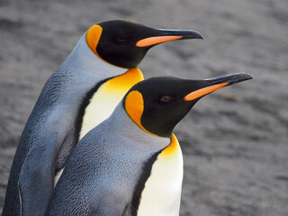 King Penguins Pair © SDS Outdoors