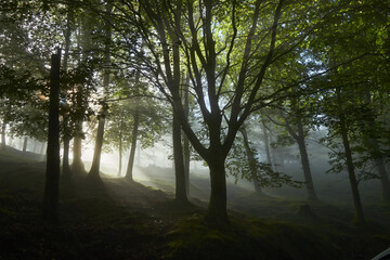 bosque encantado