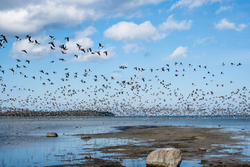 Ducks flying over the sea in autumn. Huge duck flocks forming during bird migration season in Northern Europe.