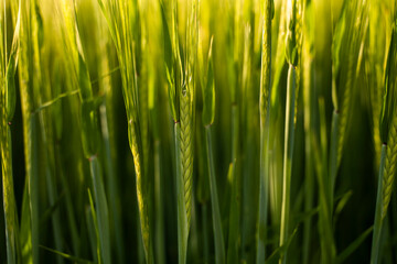 Fototapeta na wymiar Young green barley growing in agricultural field in spring. Unripe cereals. The concept of agriculture, organic food. Barleys sprout growing in soil. Close up on sprouting barley in sunset.