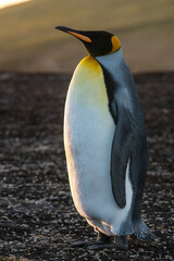 Un manchot royal sur une île au Falkland.
