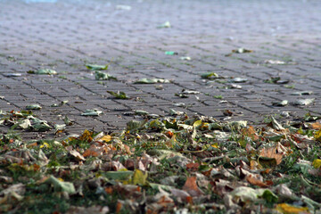 autumn leaves on the ground