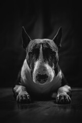 Dog portrait
