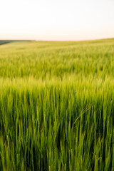 Young green barley growing in agricultural field in spring. Unripe cereals. The concept of agriculture, organic food. Barleys sprout growing in soil. Close up on sprouting barley in sunset.