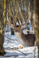 Deer in the winter forest
