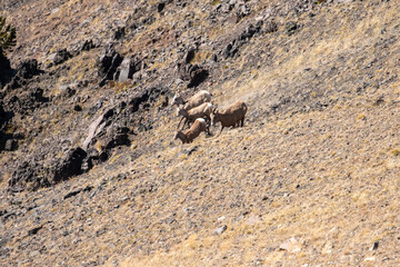 Herd of Mountain Goats in Bozeman Montana