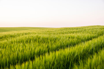 Young green barley growing in agricultural field in spring. Unripe cereals. The concept of agriculture, organic food. Barleys sprout growing in soil. Close up on sprouting barley in sunset.
