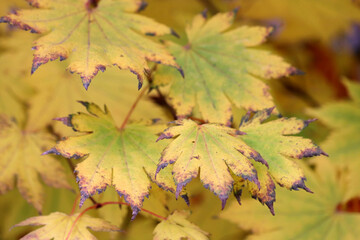 Yellow maple leaves on a tree, autumn weather in a park