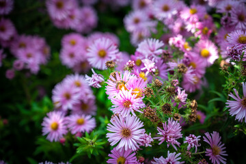 Bourdonnement Autonal