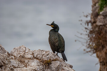 European Shag (Phalacrocorax aristotelis) perched on a rock