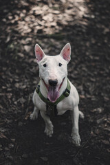Portrait of a white dog

