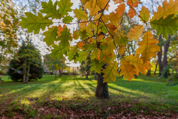 Naklejka premium autumn in the park