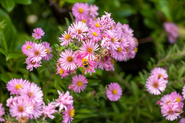 Bourdonnement Autonal
