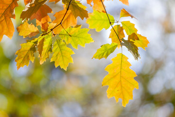 yellow American oak leaves